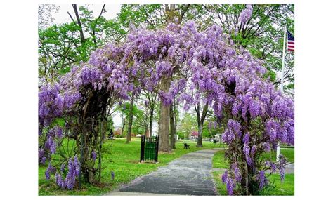 Your character will say "I feel stronger. . Wisteria trello
